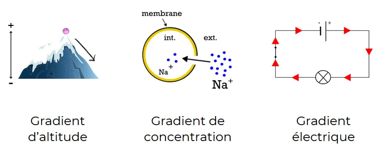 Trois exemples de gradients qui provoquent un mouvement : altitude, concentration ionique et tension électrique